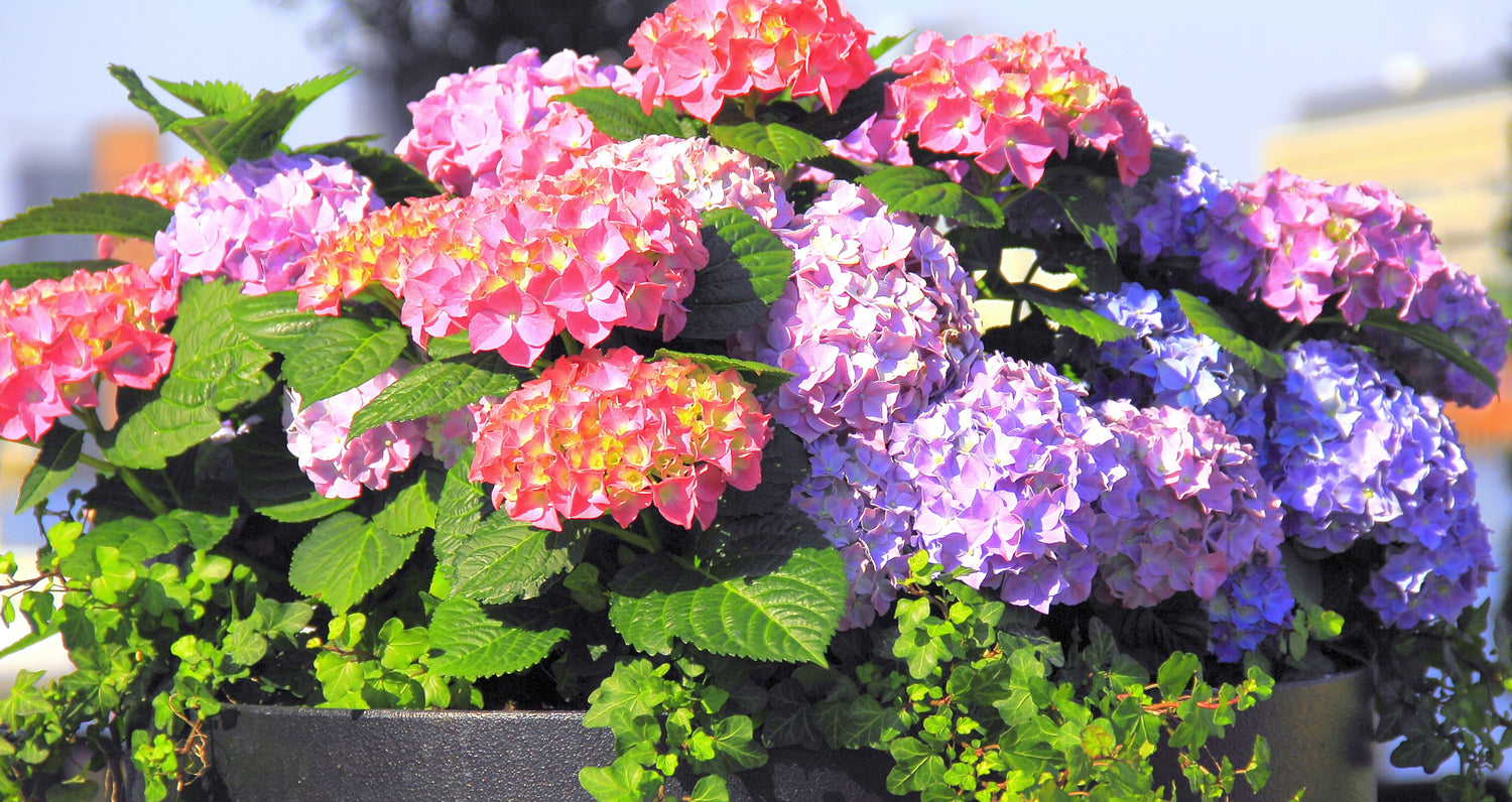 Ornamental Shrubs