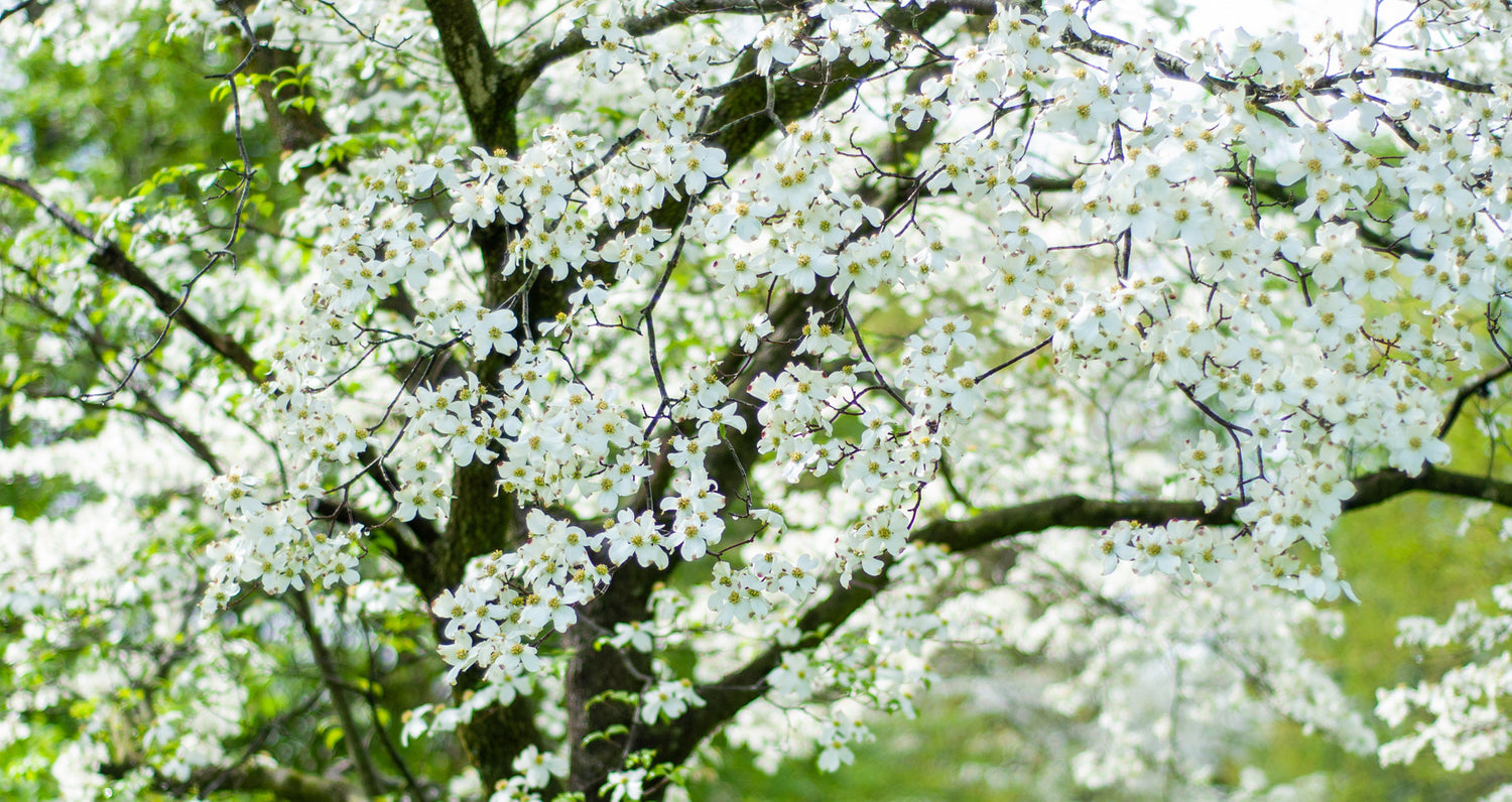 Ornamental Trees