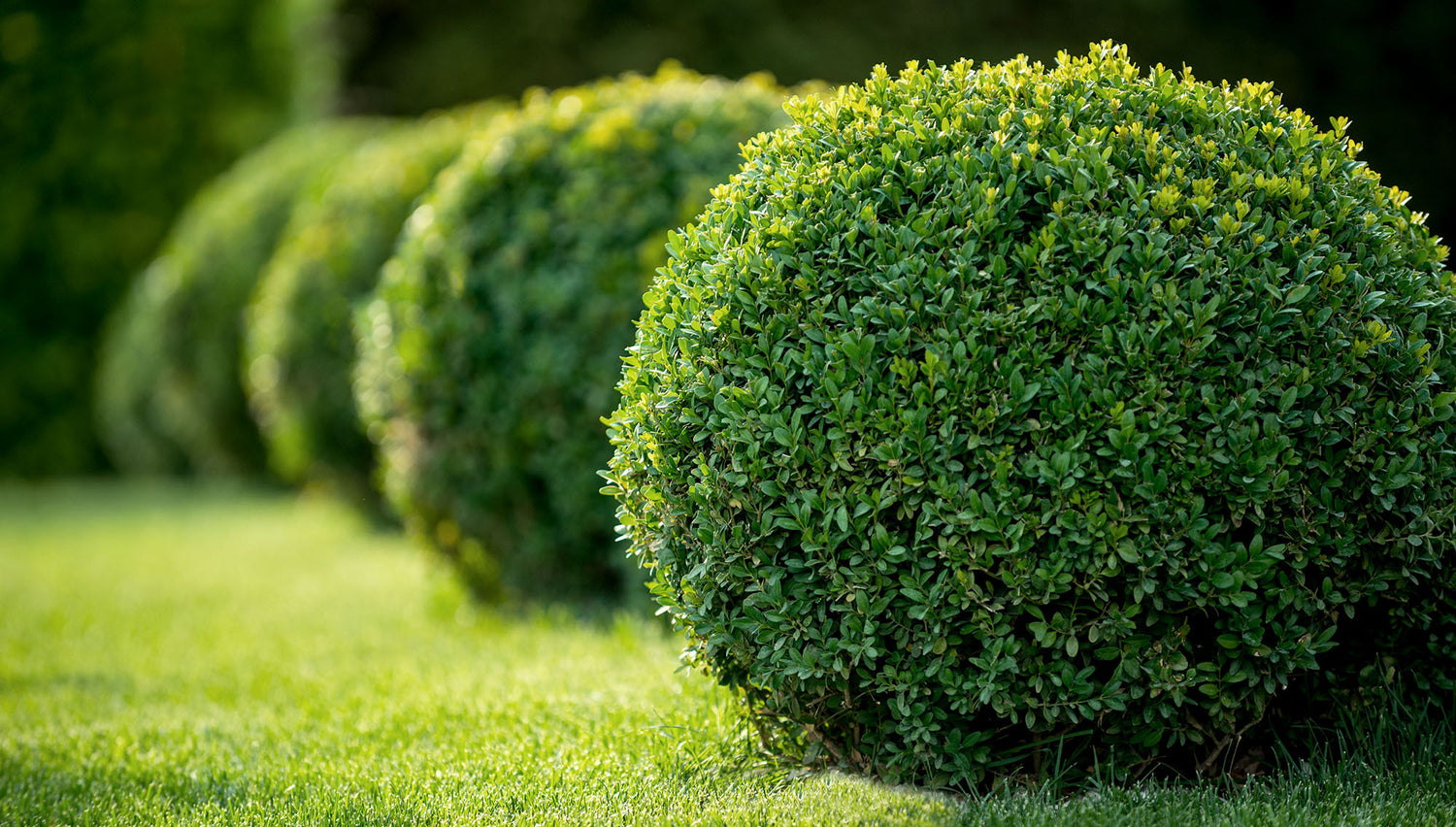 Shrubs