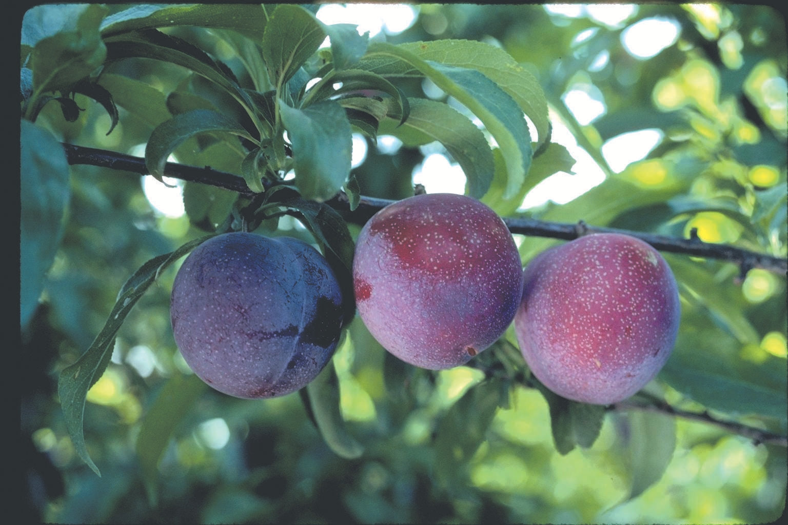 Santa Rosa Plum Tree Online Trees