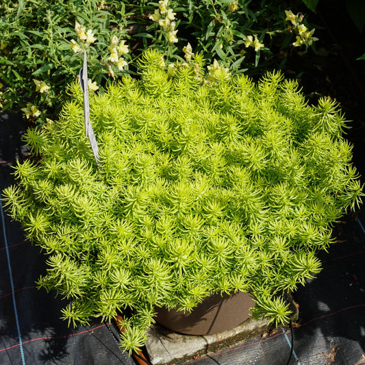 Sedum rupestre 'Prima Angelina' - Prima Angelina Stonecrop