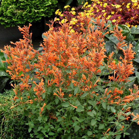 Kudos™ Mandarin Hummingbird Mint, Hyssop