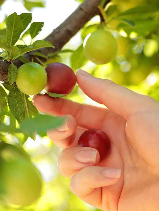 Plum Trees - AU Cherry