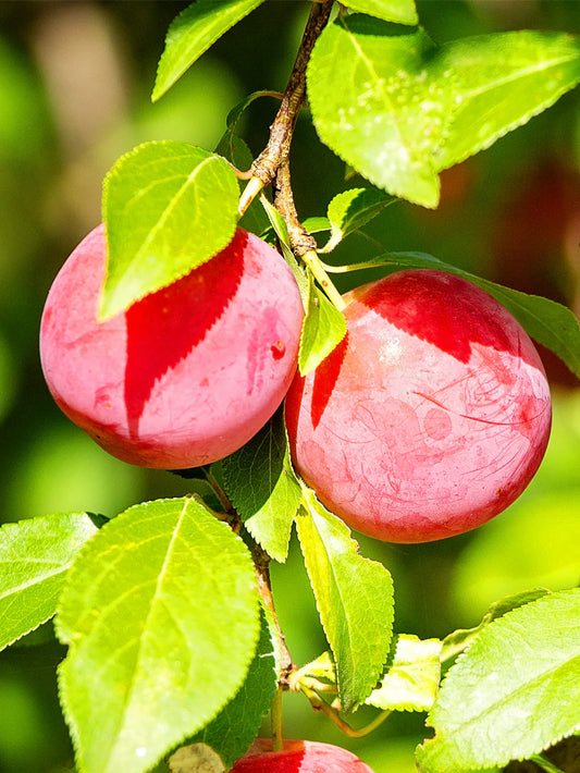 Plum Trees - AU Rosa