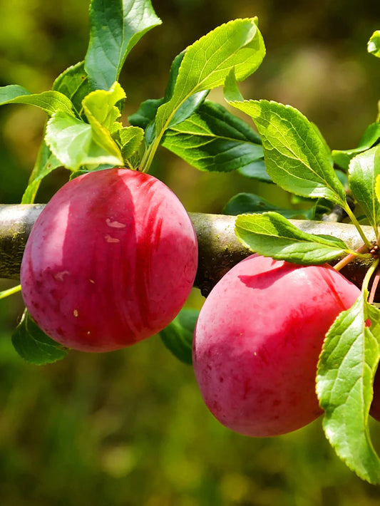 Plum Trees - AU Rubrum