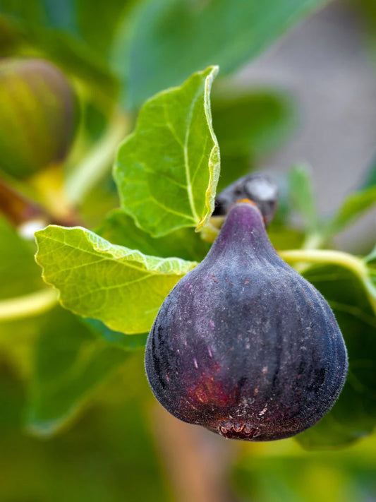 Fig Trees - Black Mission