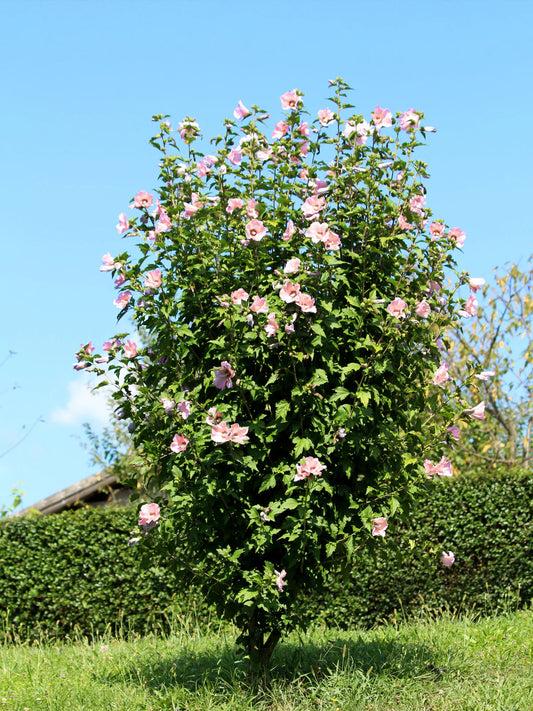 Althea - Pink