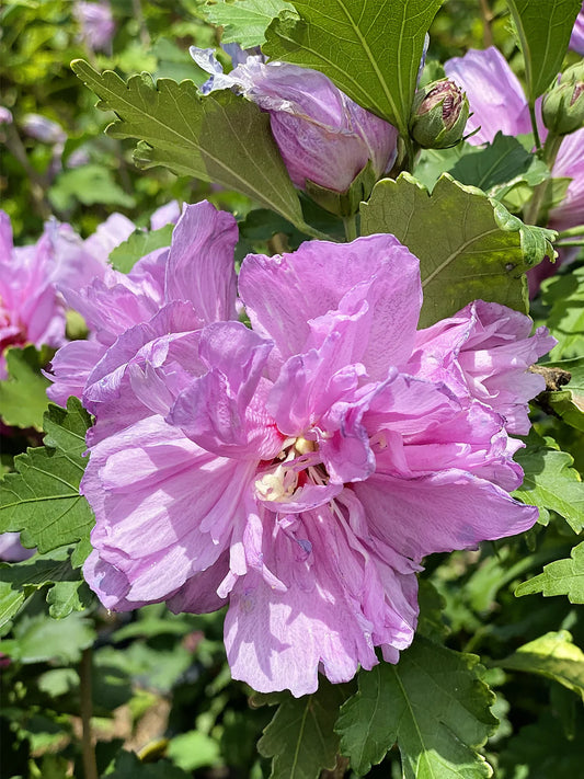 Althea - Purple