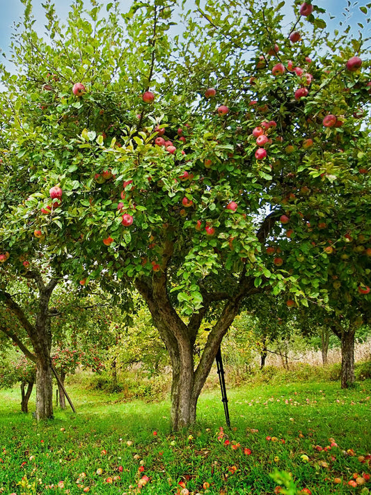 Apple Trees - Anna