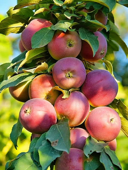Apple Trees - North Pole (Columnar)