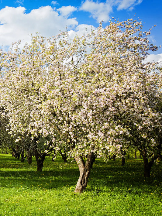 Apple Trees - Dorsett Gold