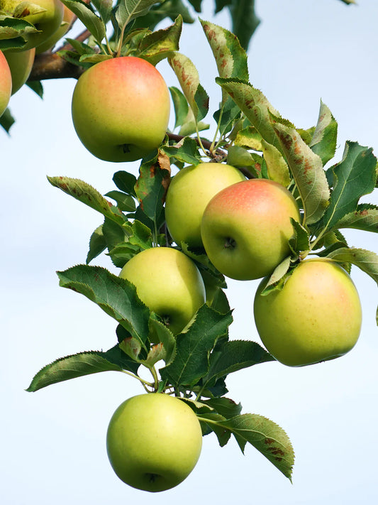 Apple Trees - Gold Rush