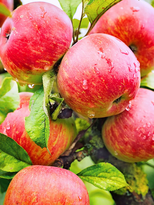 Apple Trees- Haralson