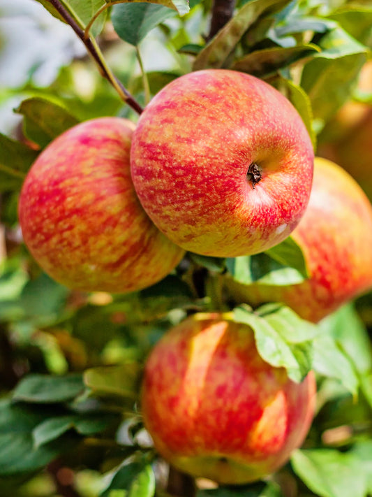 Apple Trees - Honey Crisp