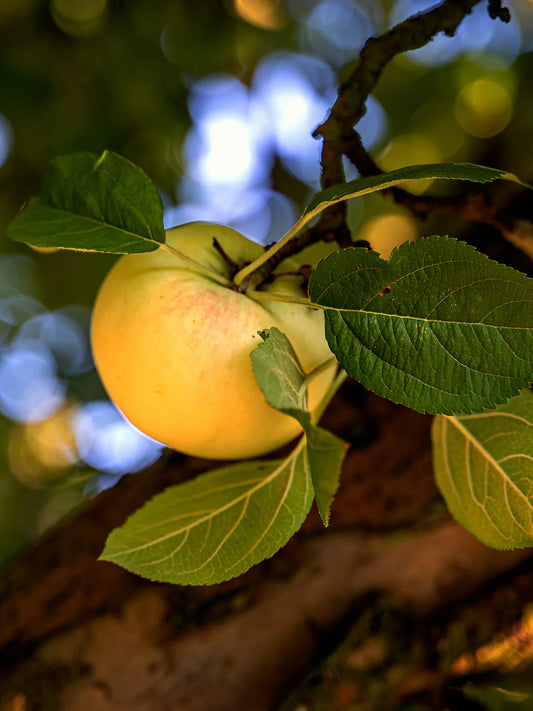 Apple Trees - Honeygold
