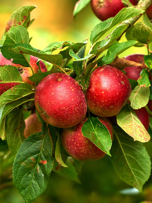 Apple Trees - Liberty