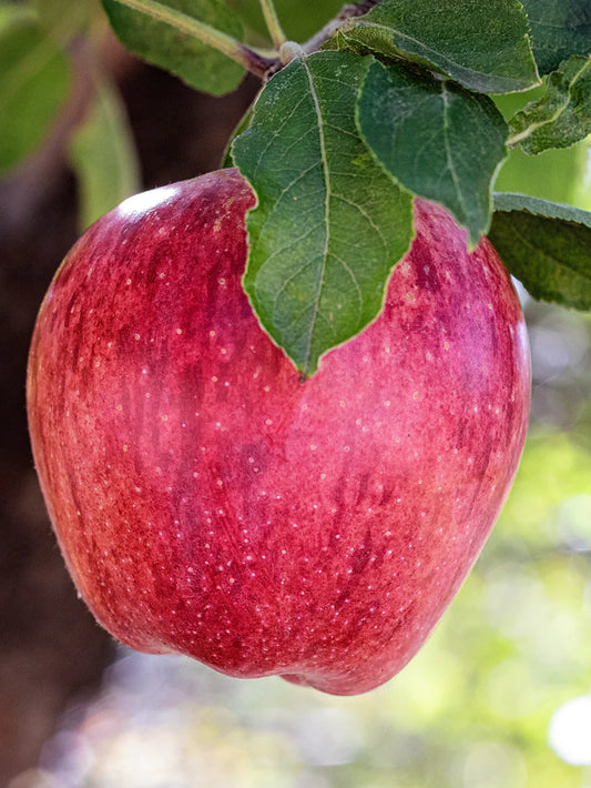 Apple Trees - Red Delicious