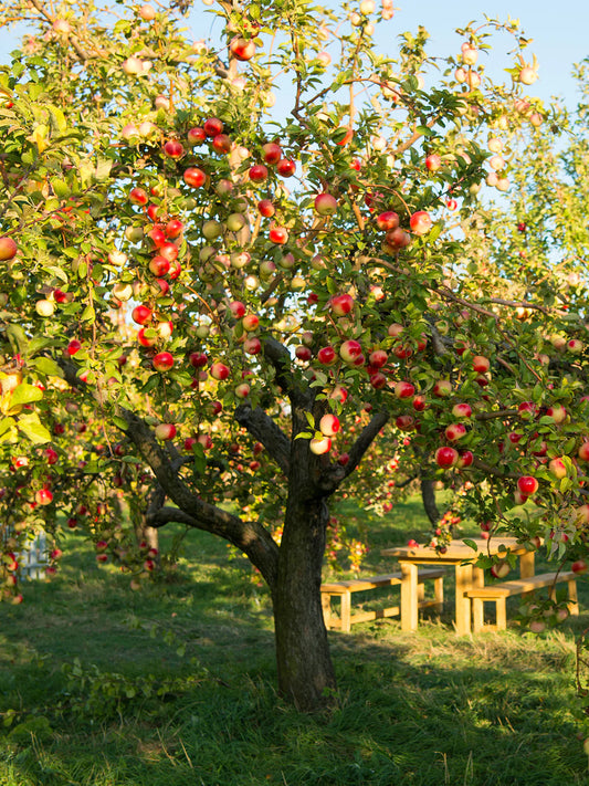 Apple Trees - Fuji