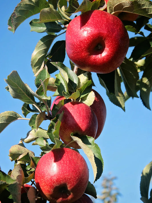 Apple Trees - Wolf River