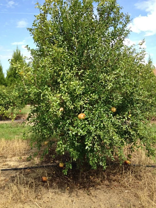 Pomegranate Trees - Azadi