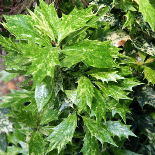 Osmanthus heterophyllus 'Goshiki' - Goshiki False Holly