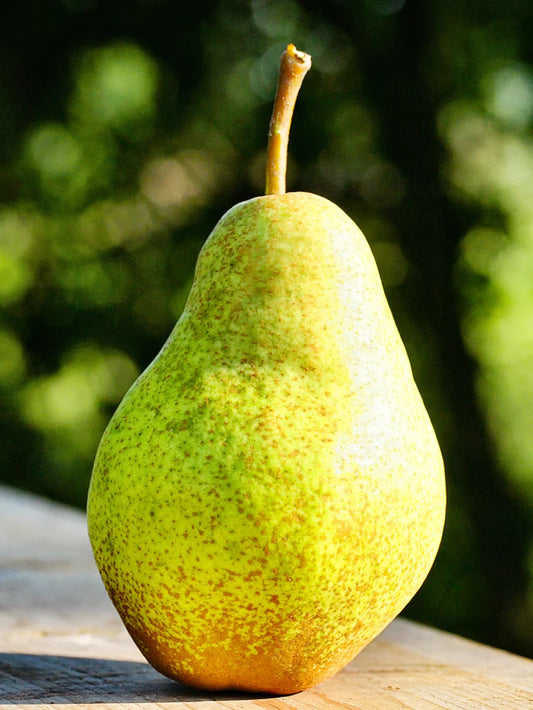 Pear Trees - Bartlett