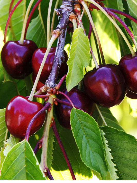 Cherry - Black Tartarian
