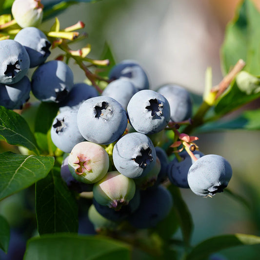 Blueberry - Hannah's Choice (Northern Highbush)