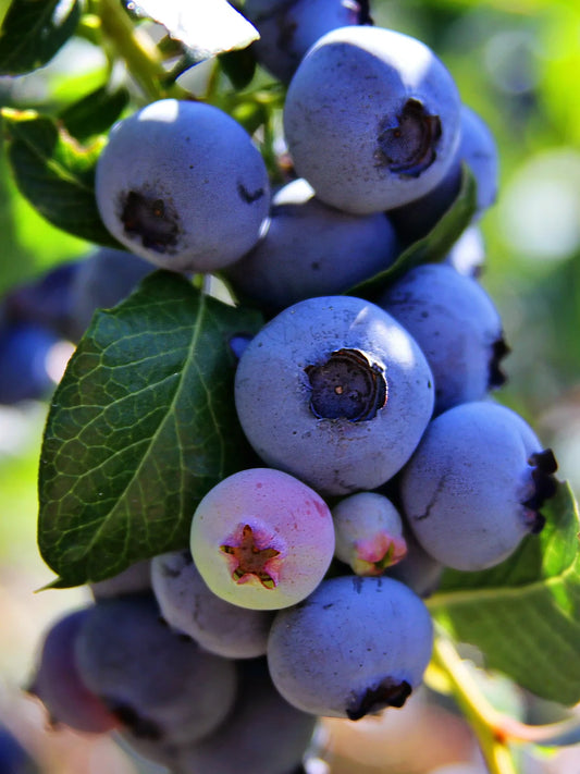 Blueberry - Herbert (Northern Highbush)
