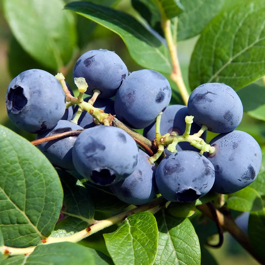Blueberry - Herbert (Northern Highbush)