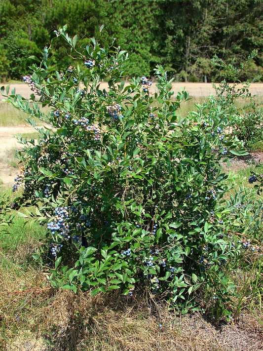 Blueberry - Tifblue (Rabbit Eye)