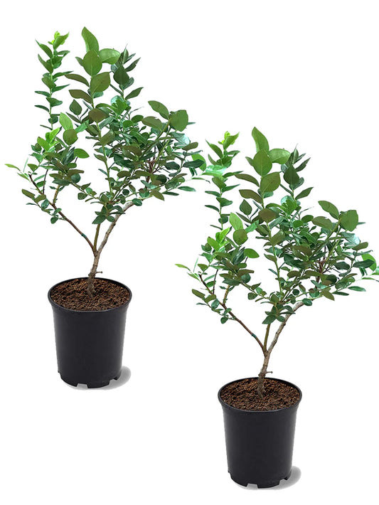 Blueberry - Ochlockonee (Rabbit Eye)