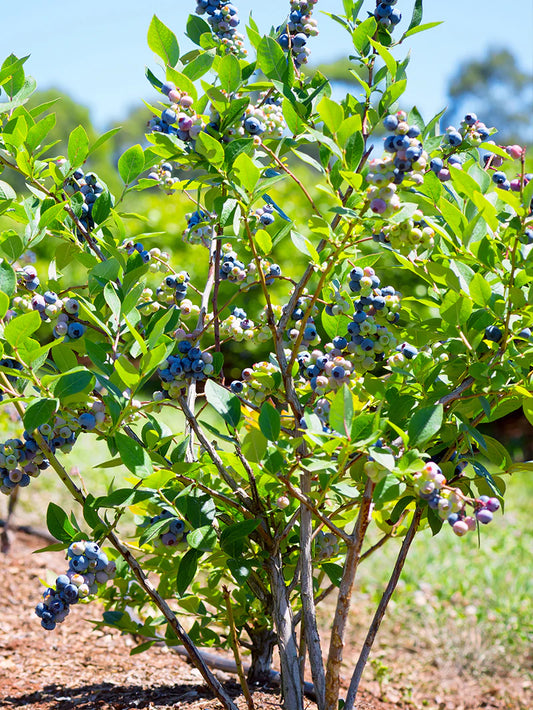 Blueberry - Toro (Northern Highbush)