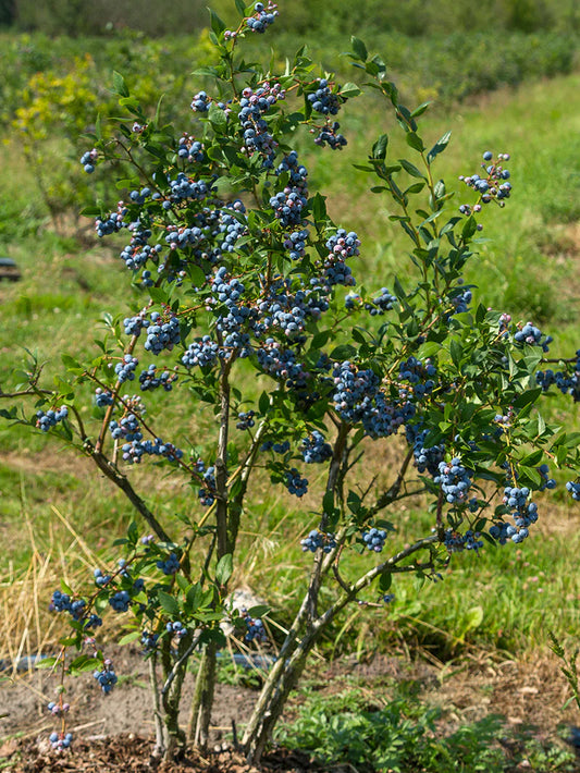 Blueberry - Sweet Crisp (Southern Highbush)