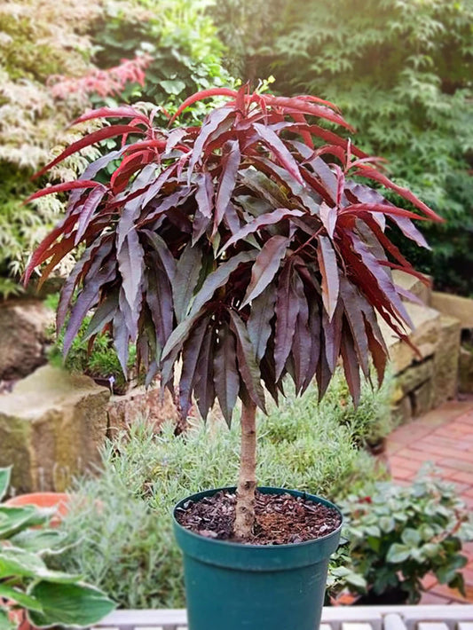 Peach Trees - Dwarf Bonfire Patio Peach