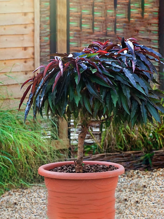 Peach Trees - Dwarf Bonfire Patio Peach