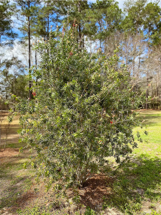Bottlebrush - Red Cluster