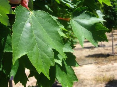 Maple - Brandywine