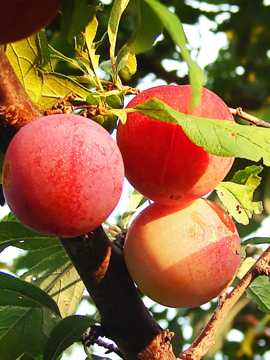 Plum Trees - Burbank