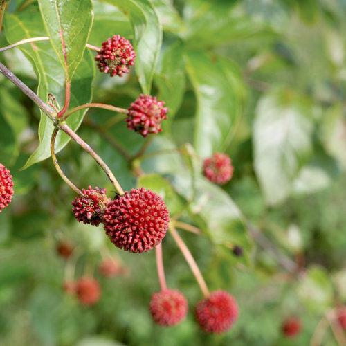 Sugar Shack® Buttonbush