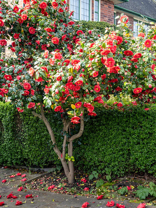 Camellia Japonica - Kramer's Supreme
