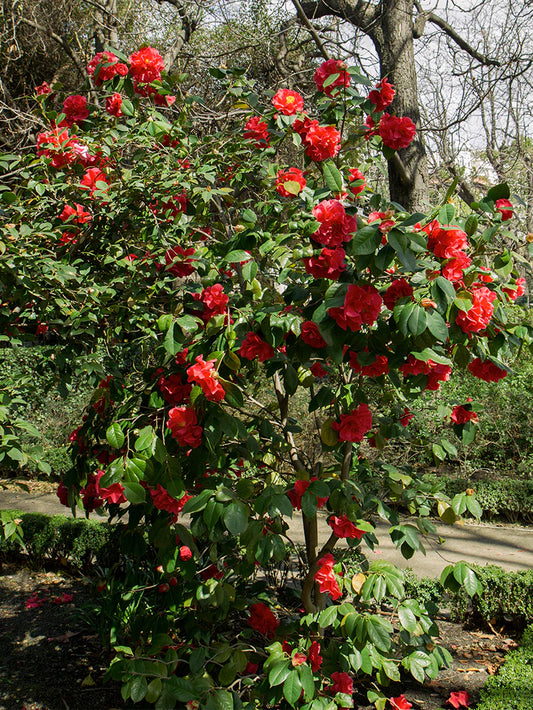 Camellia Japonica - Professor Sargent