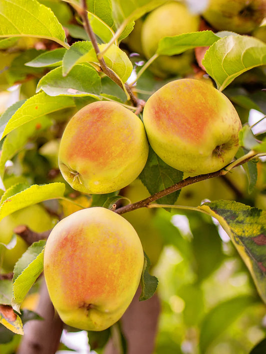 Apple Trees - Candy Crisp®