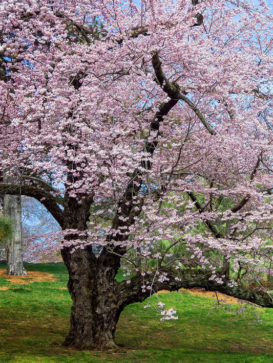 Cherry - Akebono (Flowering)