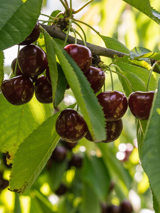 Cherry - Bing