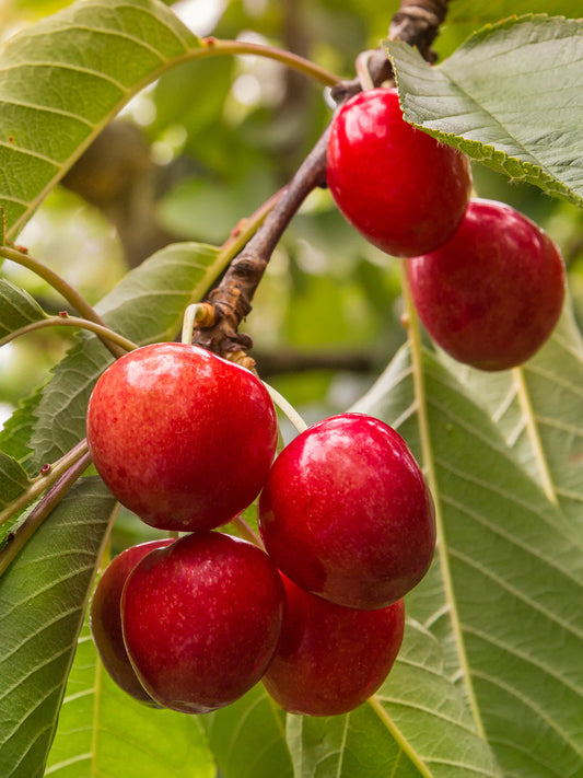 Cherry - Coral Champagne