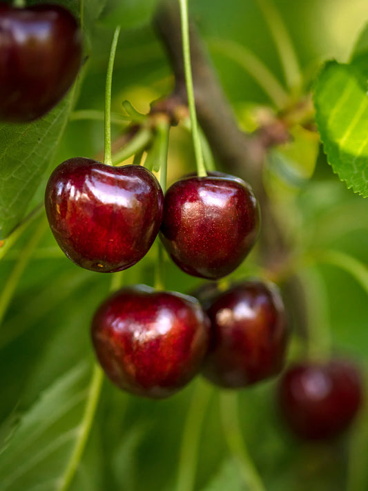 Cherry - Lapins