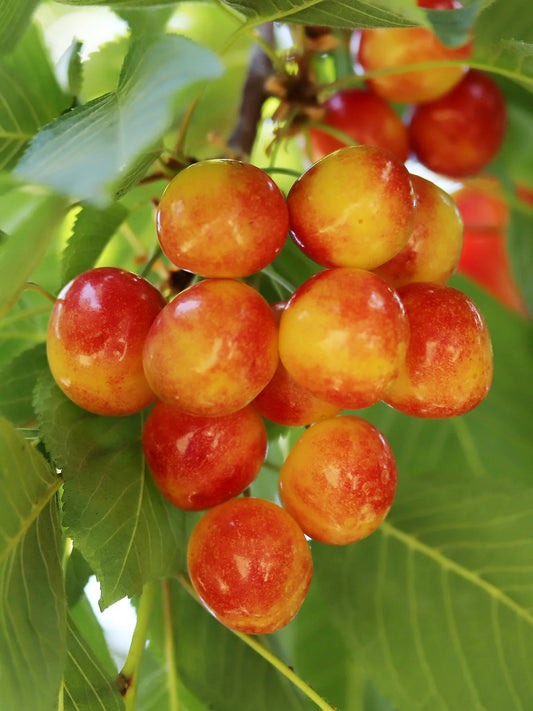 Cherry - Rainier