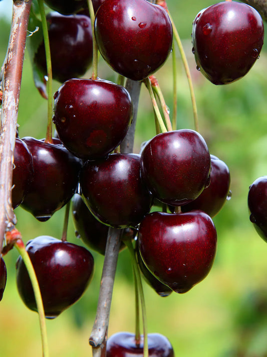 Cherry -Santina