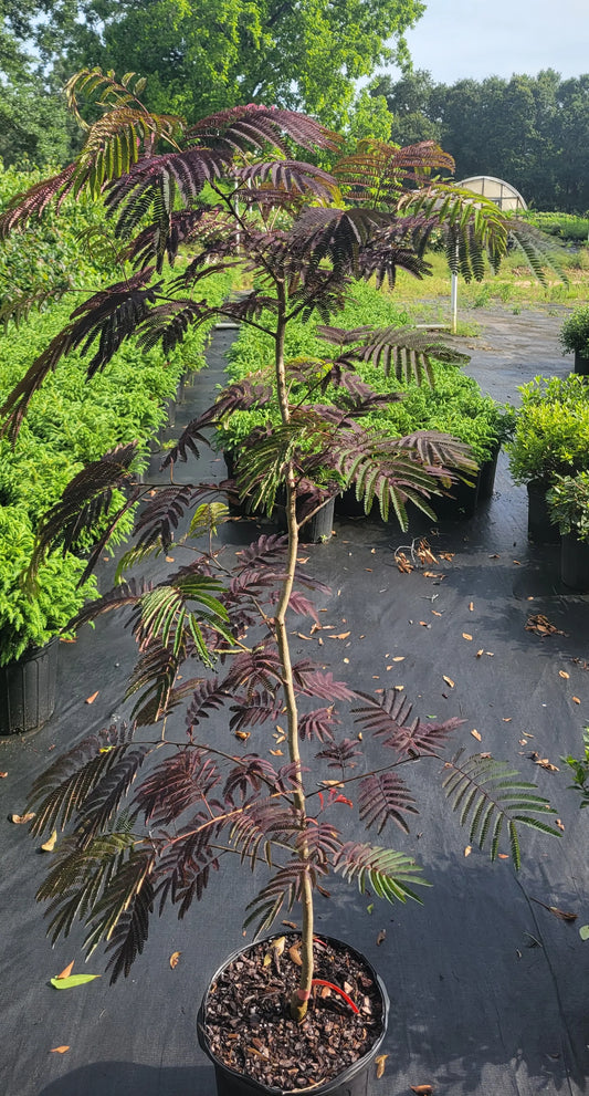 Summer Chocolate Weeping Mimosa Tree